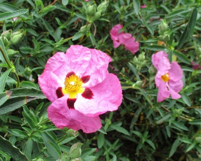 Cistus ×purpureus image