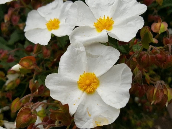 Cistus salviifolius image
