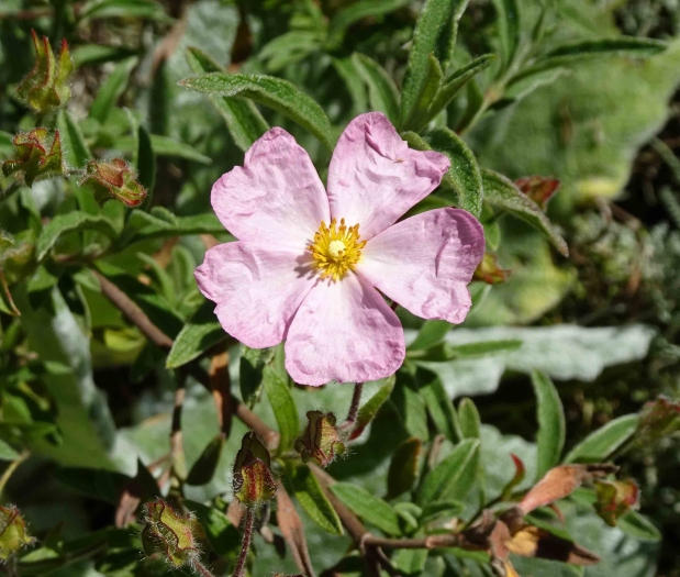 Cistus ×skanbergii image