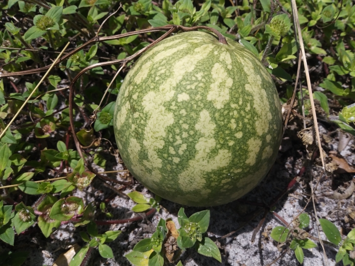 Citrullus lanatus image