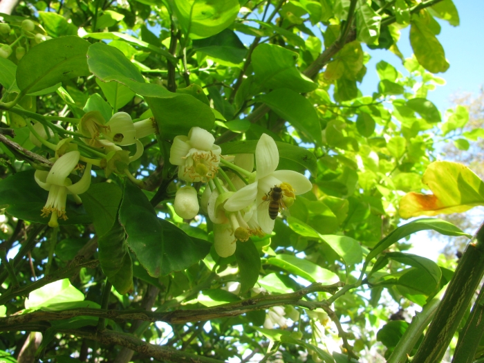 Citrus grandis image
