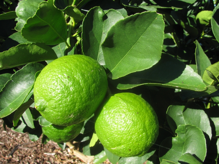 Citrus ×latifolia image