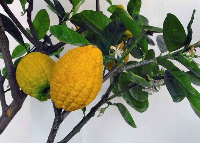 Citrus medica image