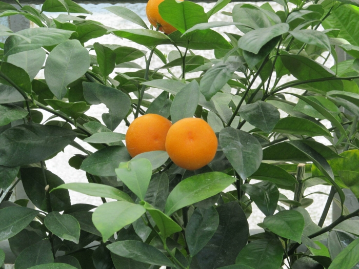 Citrus ×microcarpa image