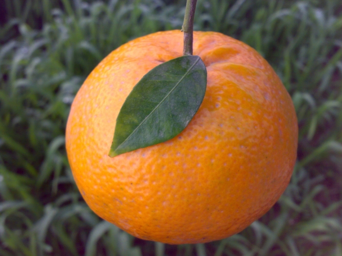 Citrus reticulata image