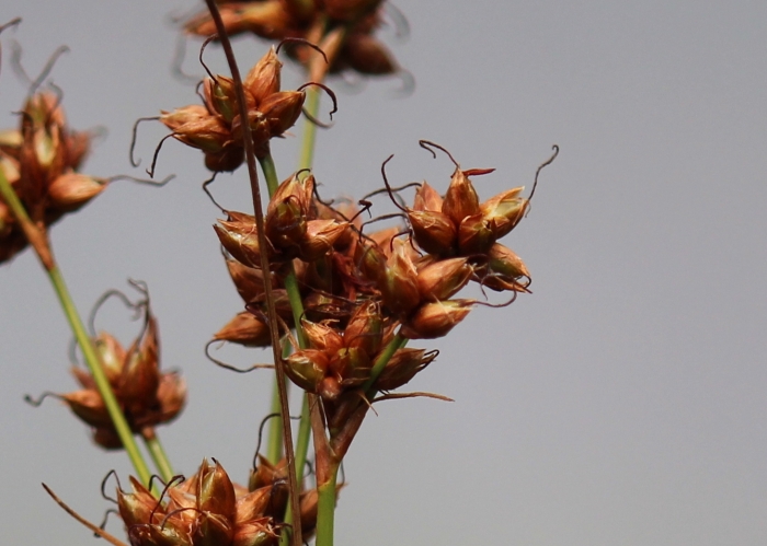 Cladium mariscoides image