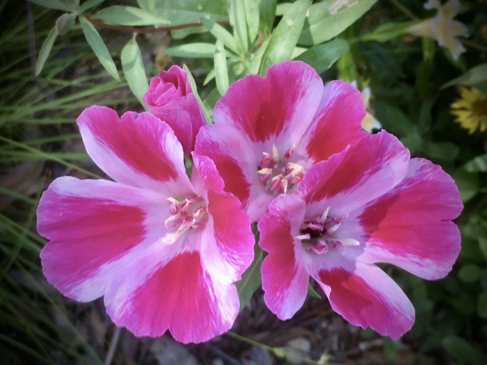 Clarkia amoena image