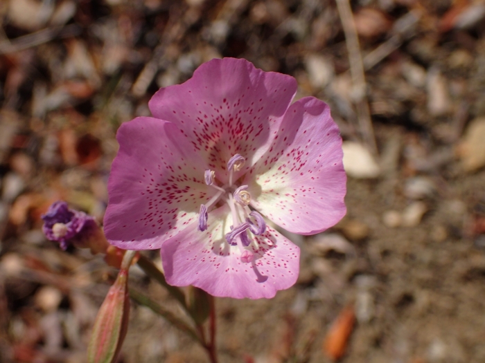 Clarkia bottae image