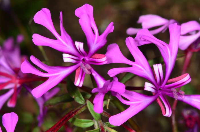 Clarkia concinna image