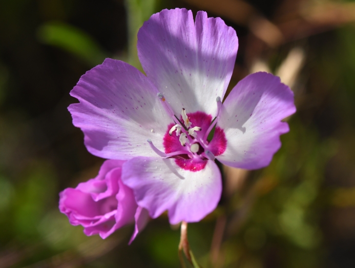 Clarkia cylindrica image