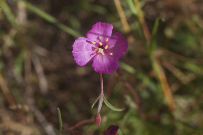 Clarkia gracilis image