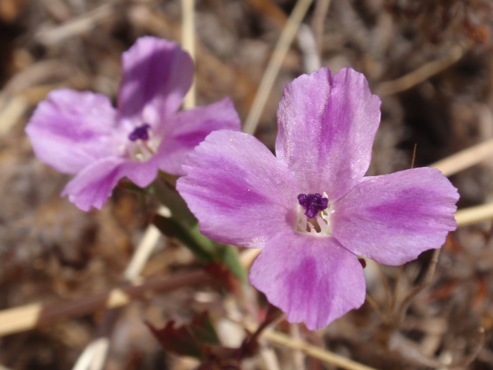 Clarkia purpurea image