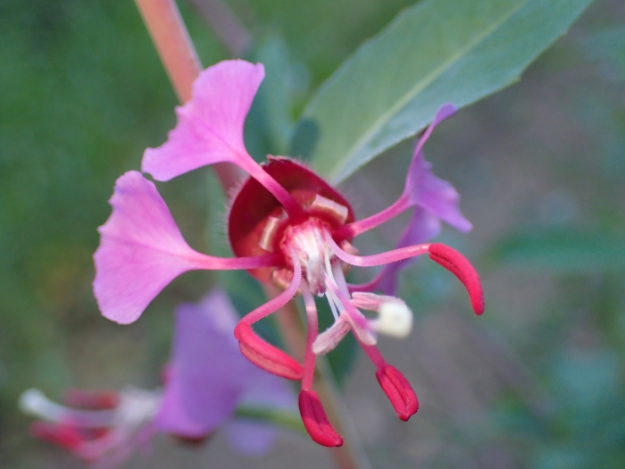Clarkia unguiculata image