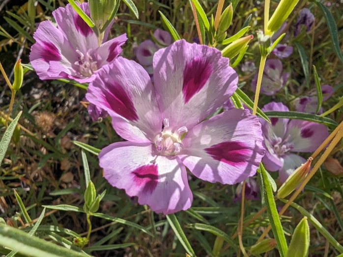 Clarkia williamsonii image