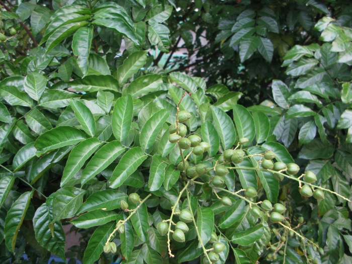 Clausena lansium image