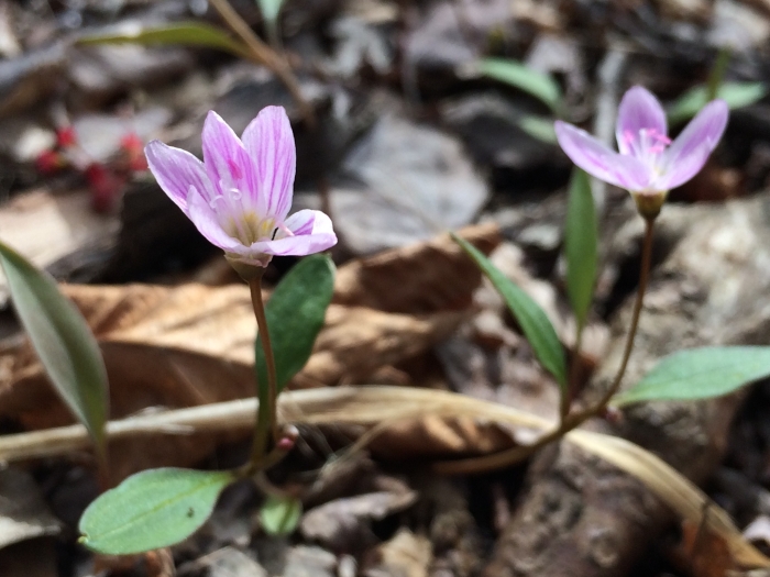 Claytonia caroliniana image