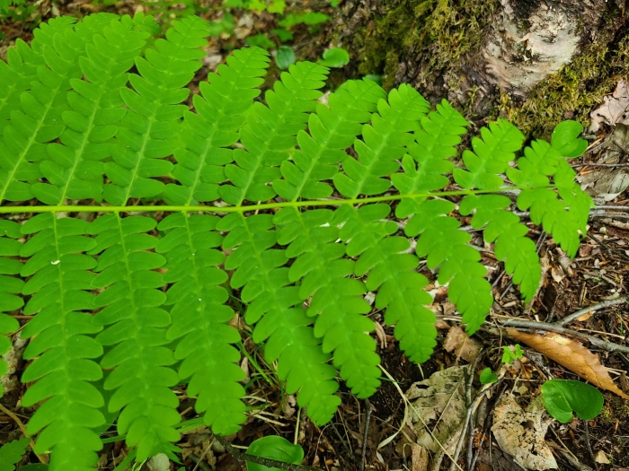 Osmunda claytoniana image