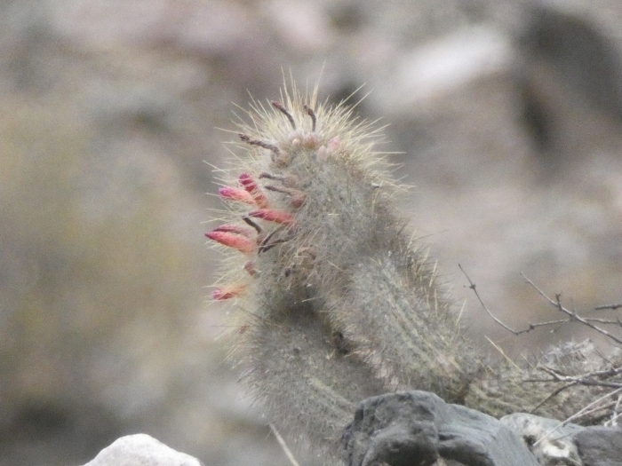 Cleistocactus hyalacanthus image