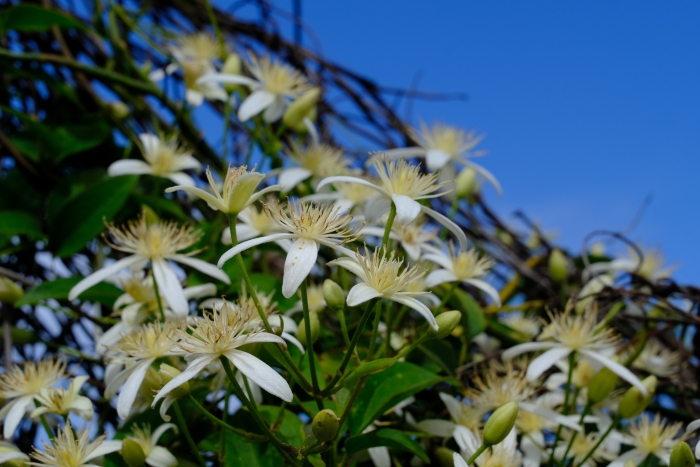Clematis aristata image