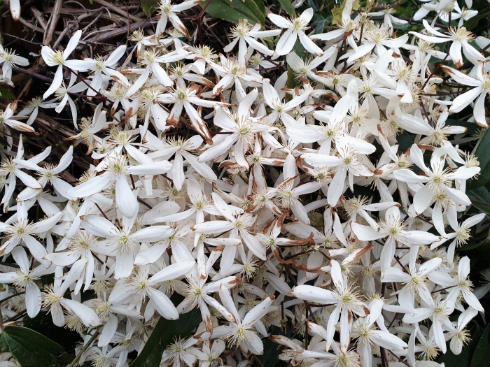 Clematis armandii image