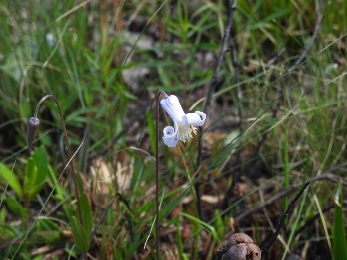 Clematis baldwinii image
