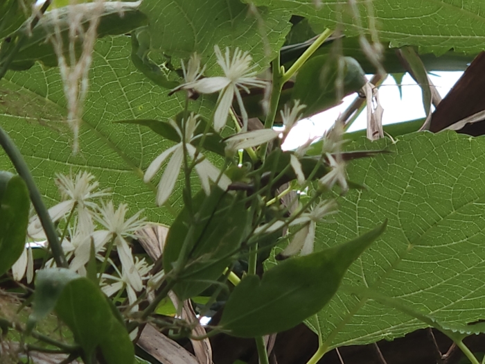 Clematis chinensis image