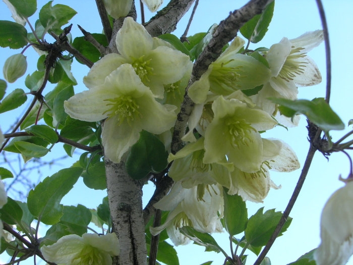 Clematis cirrhosa image