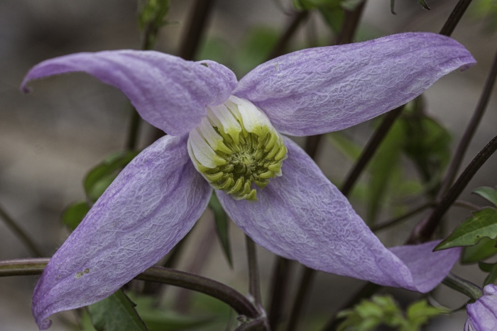 Clematis columbiana image