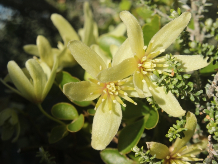 Clematis forsteri image
