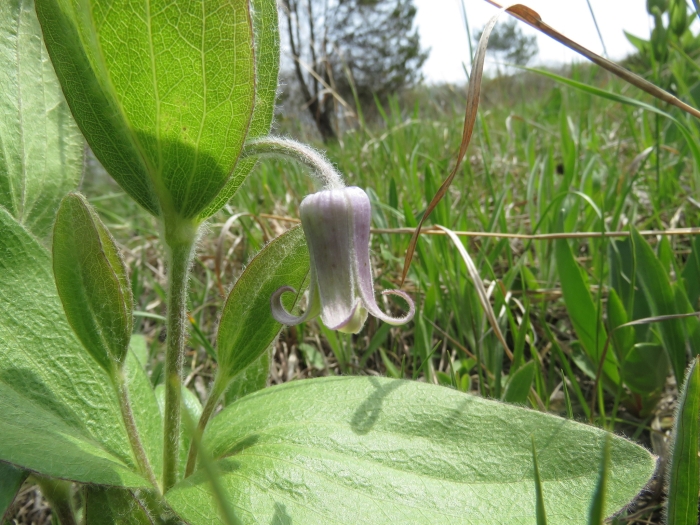 Clematis fremontii image