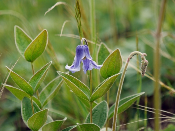 Clematis integrifolia image