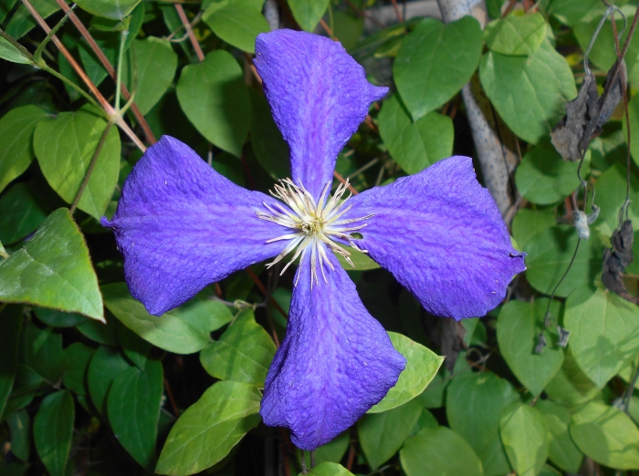 Clematis ×jackmanii image