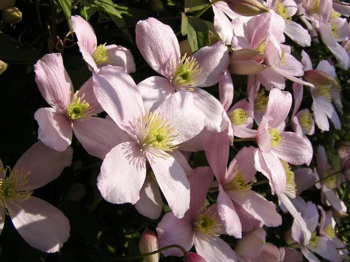 Clematis montana image
