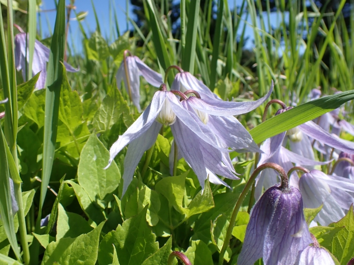 Clematis occidentalis image