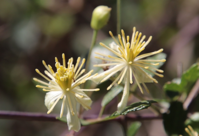 Clematis pauciflora image