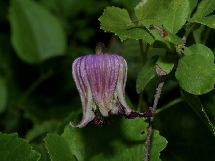 Clematis pitcheri image