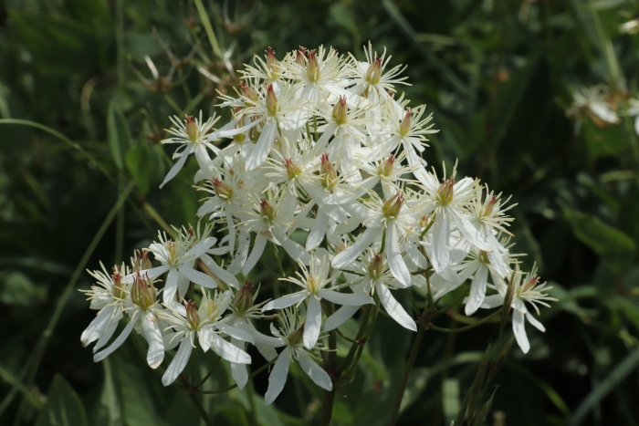 Clematis recta image