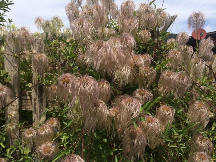 Clematis tangutica image