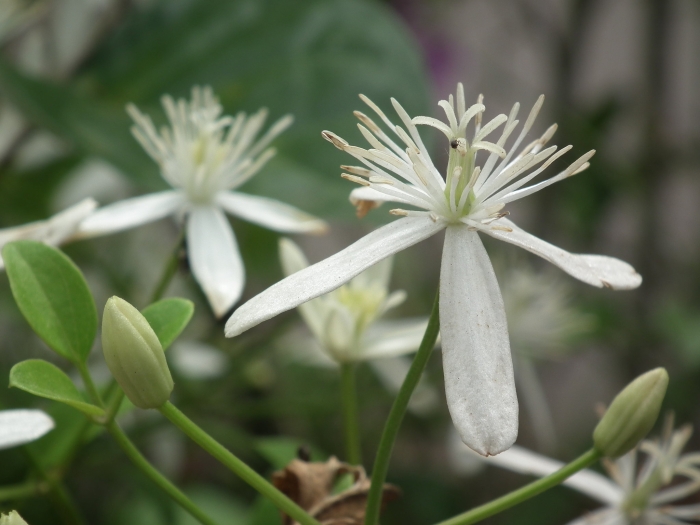 Clematis terniflora image