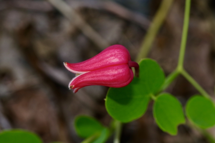 Clematis texensis image