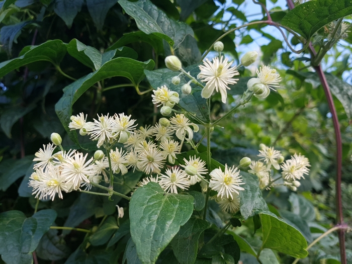 Clematis vitalba image