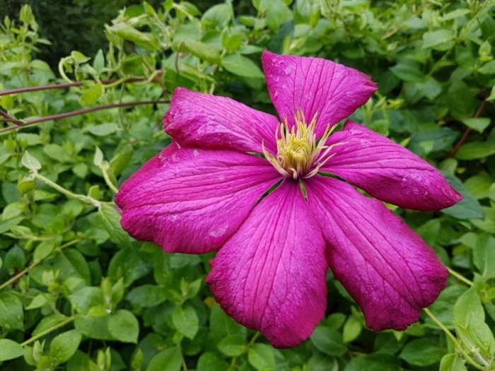 Clematis viticella image