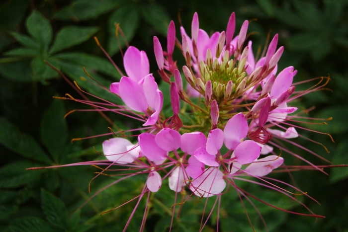 Cleome houtteana image