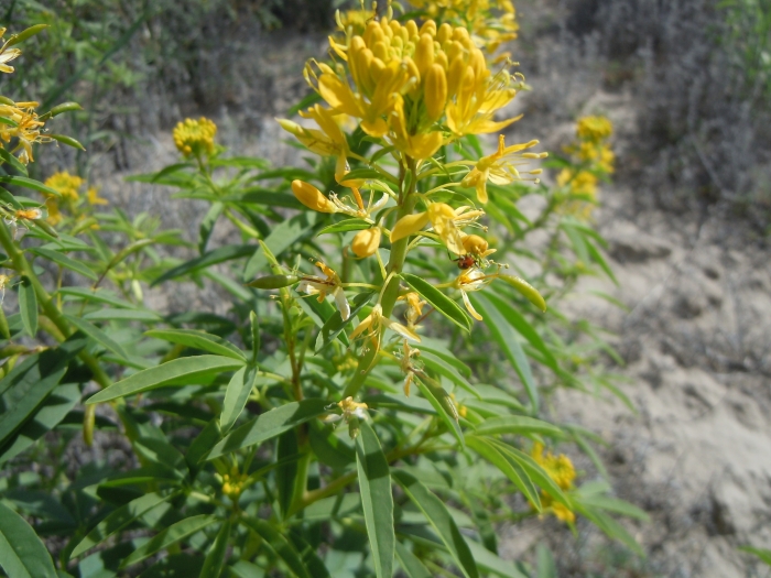 Cleomella lutea image