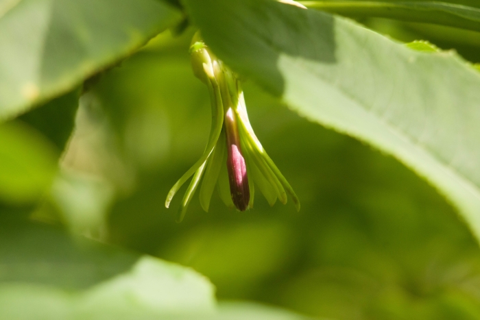 Clermontia kakeana image
