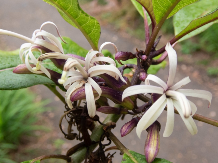Clermontia parviflora image