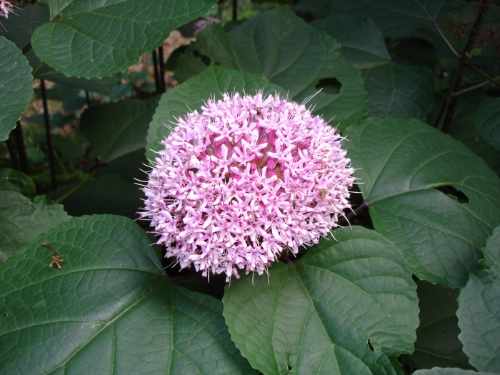 Clerodendrum bungei image