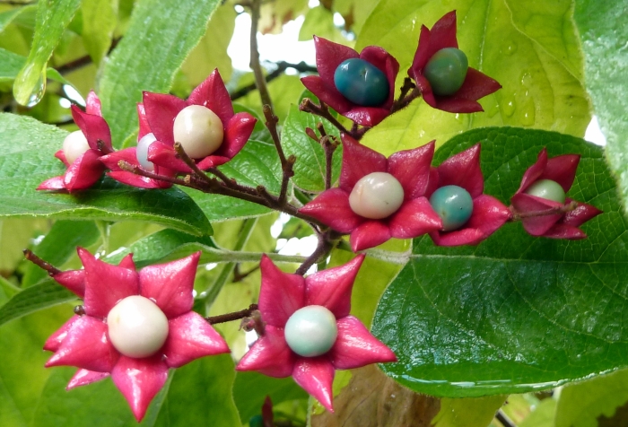 Clerodendrum trichotomum image