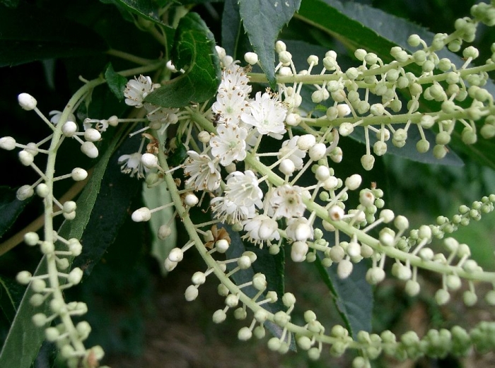 Clethra barbinervis image