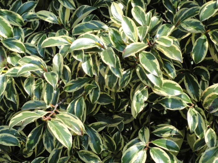 Cleyera japonica image